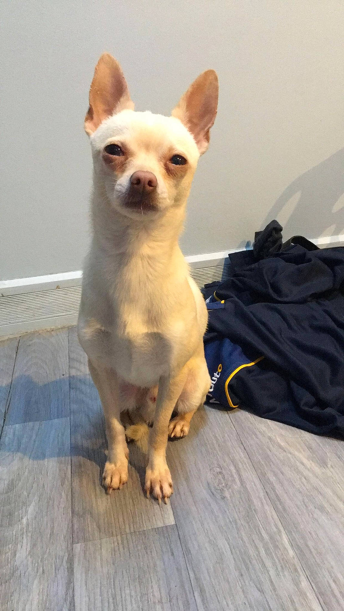 Oxo participe au concours pour gagner de l'argent avec cette photo : ancient_dog_breeds, canidae, carnivore, chihuahua, companion_dog, corgi_chihuahua, dog, dog_breed, english_toy_terrier, fawn, mammal, prazsky_krysarik, puppy, russkiy_toy, skin, snout, toy_dog, vertebrate