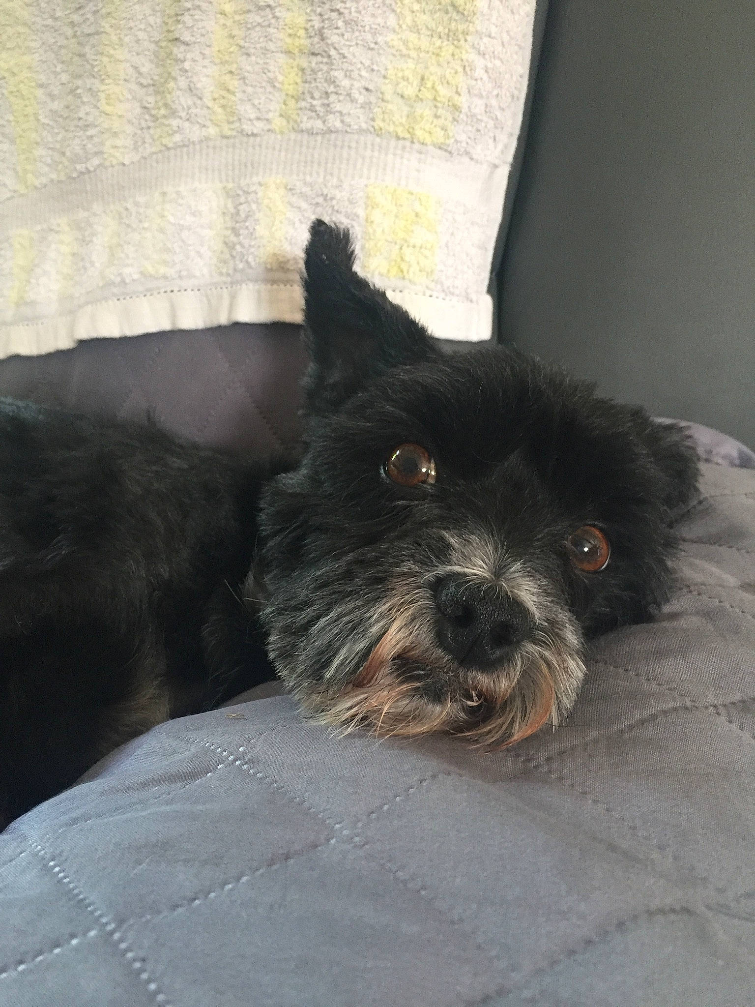 Gulli a rejoint le concours — aidez-le/la à gagner de superbes lots ! affenpinscher, bolonka, cairn_terrier, canidae, carnivore, cavapoo, cockapoo, dog, dog_breed, mammal, miniature_schnauzer, morkie, non_sporting_group, puppy, schnauzer, schnoodle, snout, sporting_group, terrier, toy_dog