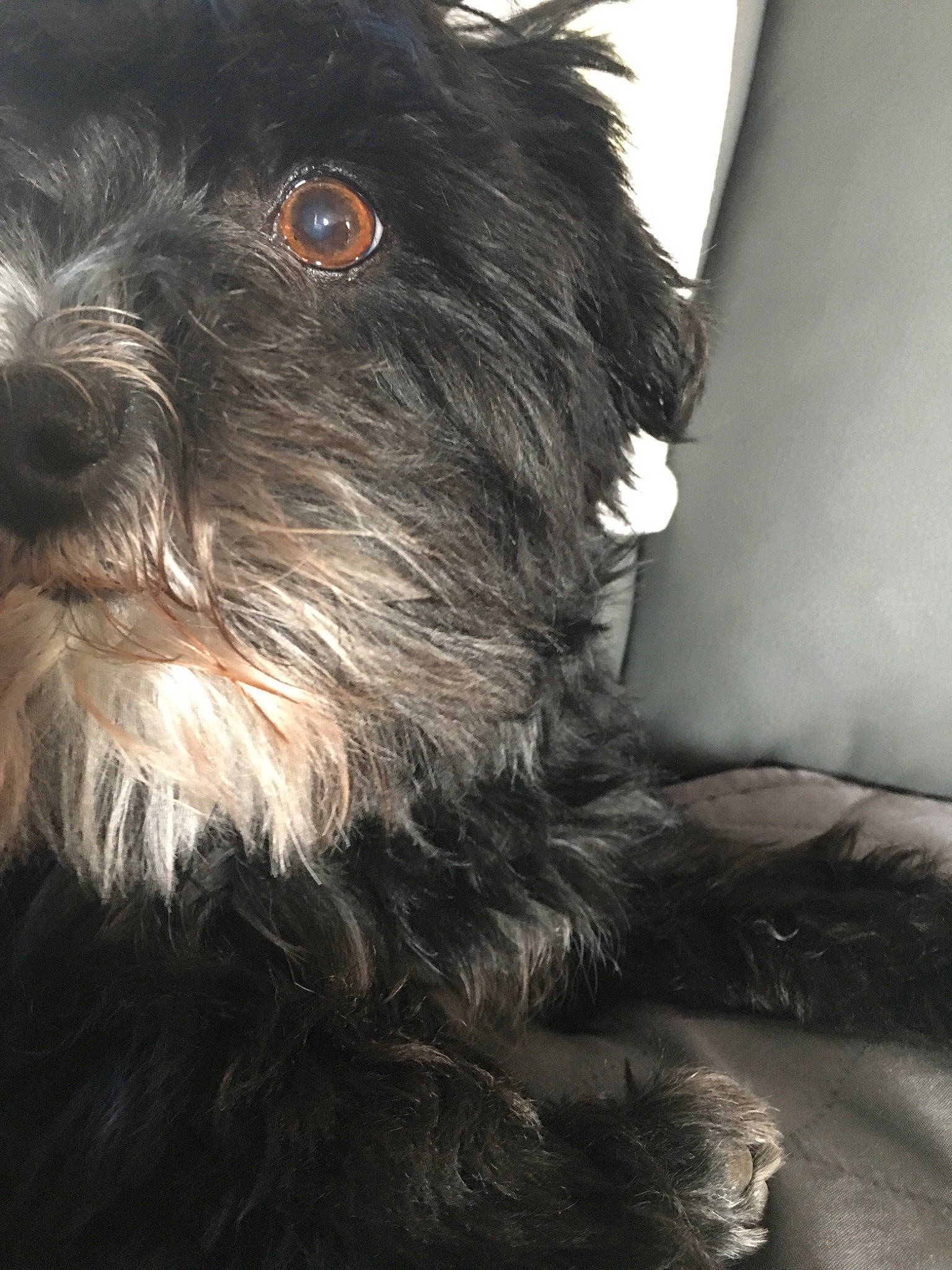 Gulli participe au concours pour gagner de l'argent avec cette photo : affenpinscher, bolonka, canidae, carnivore, cavapoo, companion_dog, dog, dog_breed, kyi_leo, mammal, miniature_schnauzer, morkie, puppy, rare_breed_dog, schnoodle, snout, sporting_group, terrier, tibetan_terrier, vertebrate