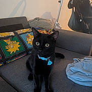 Onix a rejoint le concours — aidez-le/la à gagner de superbes lots ! black_cat, cat, pet, animal, sitting, couch, sofa, blue_collar, pendant, wide_eyes, whiskers, ears, tail, indoor, living_room, blanket, pillow, colorful, cartoon_pattern, mop