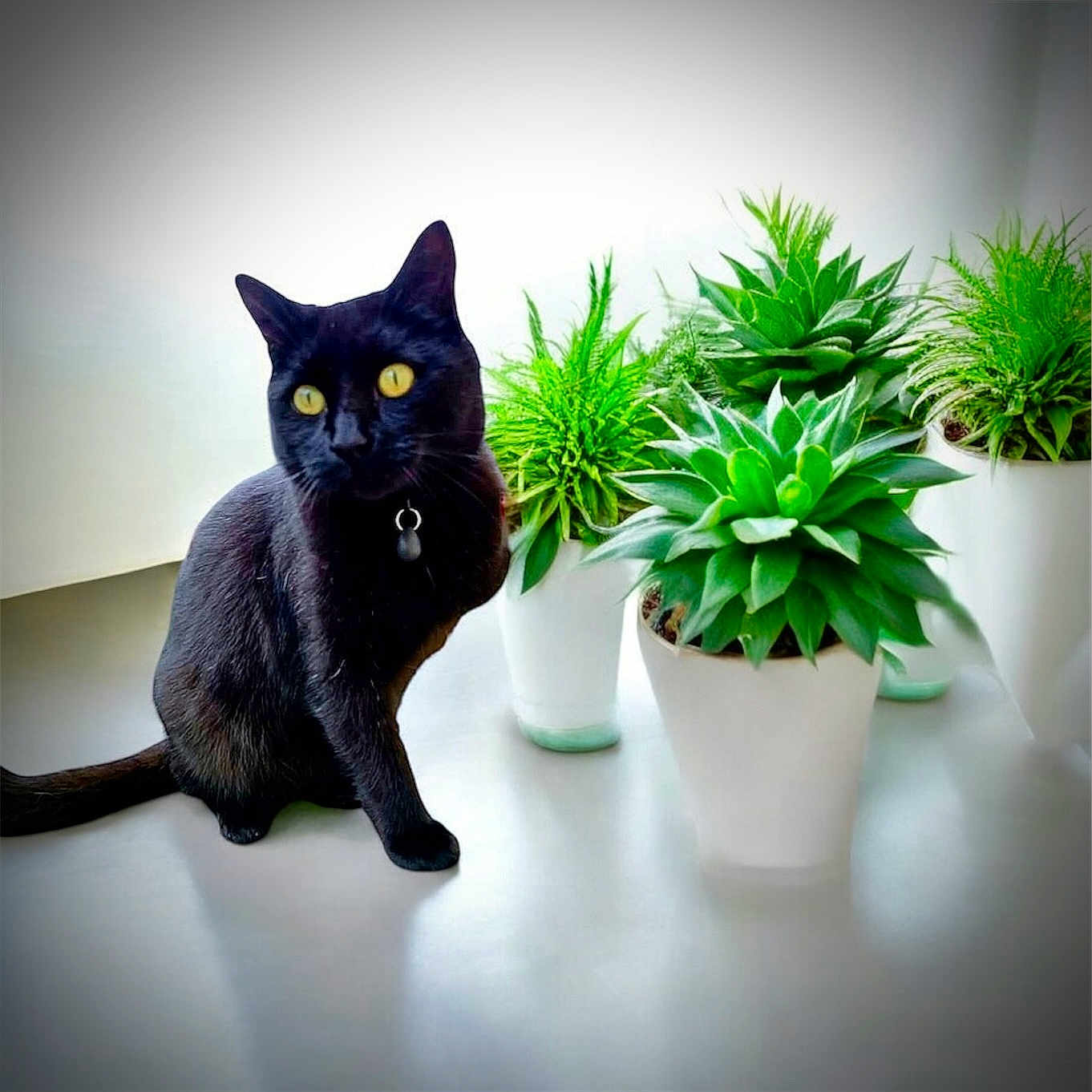 Jack a rejoint le concours — aidez-le/la à gagner de superbes lots ! aloe, animal, blackcat, cat, cookware, green, herbal, herbs, jar, kitten, leaf, manx, moss, pet, plant, planter, pot, pottedplant, pottery, vase