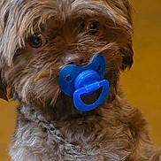 Duncan is registered to the contest to win money with this photo: dog, brown, fluffy, pacifier, blue, pet, cute, animal, fur, portrait, indoors, closeup, face, eyes, adorable, mammal, domestic_animal, companion, young, expression