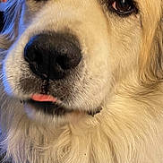 Happy is registered to the contest to win money with this photo: dog, pet, close_up, nose, tongue, fur, indoor, portrait, big_dog, snout, whiskers, eyes, fluffy, muzzle, household, couch, cozy, expression, animal, domestic_animal