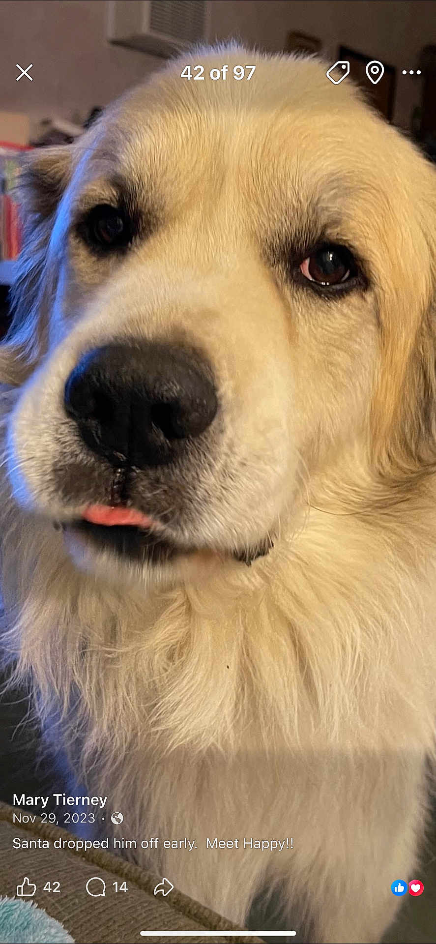 Happy is registered to the contest to win money with this photo: dog, pet, close_up, nose, tongue, fur, indoor, portrait, big_dog, snout, whiskers, eyes, fluffy, muzzle, household, couch, cozy, expression, animal, domestic_animal