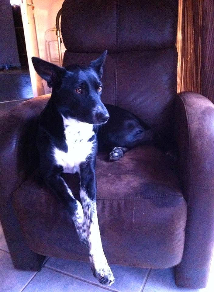 Baguerra participe au concours pour gagner de l'argent avec cette photo : australian_kelpie, basenji, canidae, carnivore, chair, companion_dog, dog, dog_breed, formosan_mountain_dog, furniture, karelian_bear_dog, mammal, mcnab, non_sporting_group, vertebrate