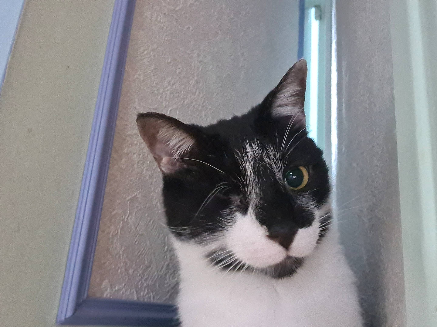 Pirate a rejoint le concours — aidez-le/la à gagner de superbes lots ! carnivore, cat, domestic_short_haired_cat, felidae, fur, monochrome_photography, paw, small_to_medium_sized_cats, snout, tail, whiskers, window