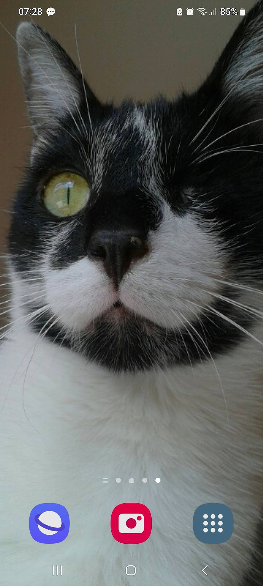 Pirate participe au concours pour gagner de l'argent avec cette photo : carnivore, cat, comfort, domestic_short_haired_cat, eye, felidae, fur, iris, monochrome_photography, small_to_medium_sized_cats, snout, tail, terrestrial_animal, whiskers