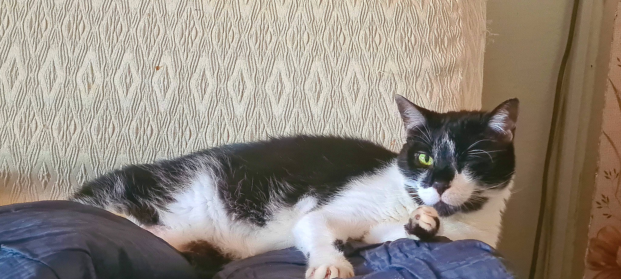 Pirate a rejoint le concours — aidez-le/la à gagner de superbes lots ! carnivore, cat, comfort, domestic_short_haired_cat, felidae, fur, grey, paw, sitting, small_to_medium_sized_cats, snout, tail, terrestrial_animal, whiskers