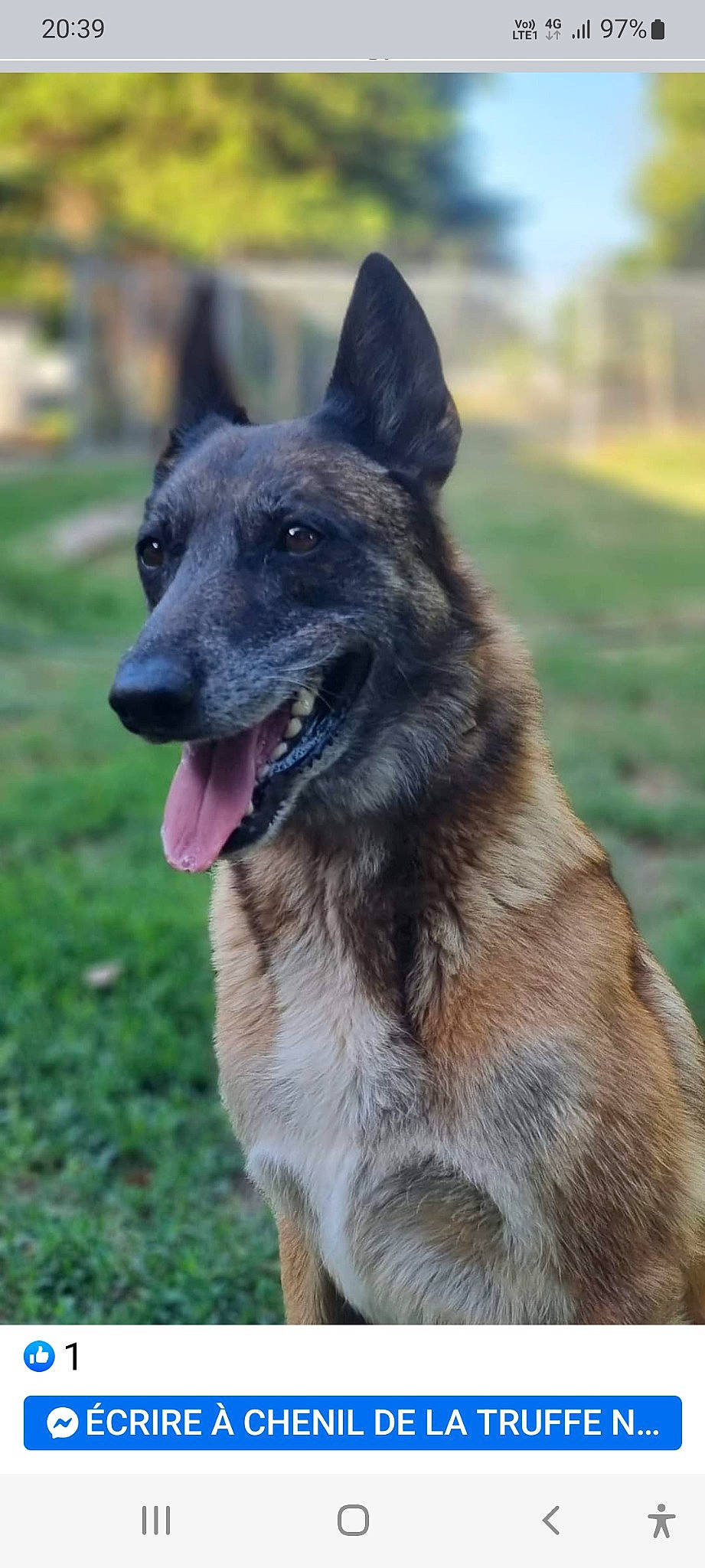 Hippie participe au concours pour gagner de l'argent avec cette photo : biting, canidae, carnivore, collar, companion_dog, dog, dog_breed, east_european_shepherd, german_shepherd_dog, grass, guard_dog, herding_dog, plant, snout, sporting_group, terrestrial_animal, working_animal, working_dog