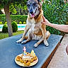 Hippie participe au concours pour gagner de l'argent avec cette photo : dog, birthday_cake, candles, outdoor, table, hand, greenery, flowers, tree, grass, happy, pet, celebration, daylight, animal, canine, nature, plant, event, smiling