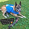 Hippie participe au concours pour gagner de l'argent avec cette photo : dog, german_shepherd, life_jacket, blue, grass, toy, rope_toy, outdoor, pet, tongue_out, happy, lying_down, greenery, summer, canine, animal, playful, close_up, nature, resting