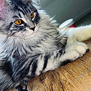 Bianca participe au concours pour gagner de l'argent avec cette photo : cat, tabby, fluffy, long_hair, silver, gray, striped, yellow_eyes, pet, animal, feline, whiskers, ears, paws, lying_down, indoor, wooden_table, portrait, close_up, timestamp