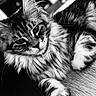 Bianca a rejoint le concours — aidez-le/la à gagner de superbes lots ! cat, tabby_cat, longhair, fluffy, feline, pet, animal, whiskers, ears, paws, fur, striped, black_and_white, portrait, close_up, indoors, resting, lying_down, furniture, dramatic_lighting