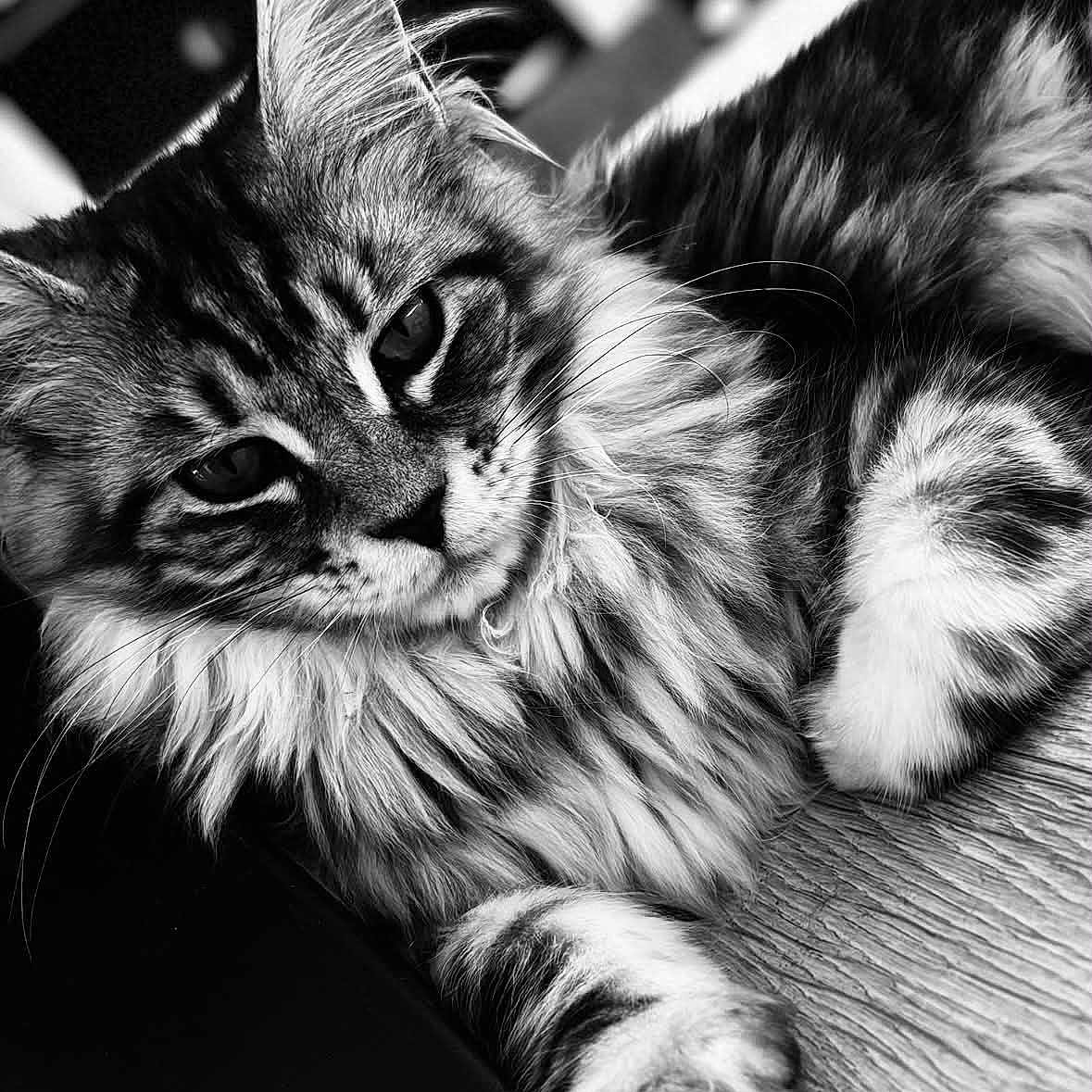 Bianca a rejoint le concours — aidez-le/la à gagner de superbes lots ! cat, tabby_cat, longhair, fluffy, feline, pet, animal, whiskers, ears, paws, fur, striped, black_and_white, portrait, close_up, indoors, resting, lying_down, furniture, dramatic_lighting