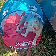 Bella is registered to the contest to win money with this photo: dog, white_dog, tent, shark_tent, outdoor, grass, leaves, sun_smart, pet, animal, resting, canine, playful, shade, collar, nature, relaxed, daylight, ground, curious