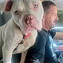 Bella joined the competition — help win amazing prizes! dog, white_dog, man, car_interior, driving, close_up, pet, collar, seat, seatbelt, casual_clothing, short_hair, beard, window, daylight, portrait, side_view, animal, owner, companionship