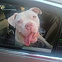 dog, white_dog, blue_eyes, tongue_out, car, car_window, pet, happy, excited, animal, inside_car, seat, smiling, canine, transportation, vehicle, domestic_animal, portrait, looking_out, daylight