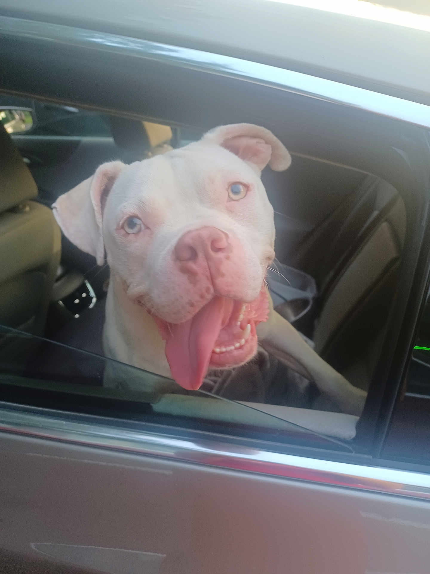 Bella joined the competition — help win amazing prizes! dog, white_dog, blue_eyes, tongue_out, car, car_window, pet, happy, excited, animal, inside_car, seat, smiling, canine, transportation, vehicle, domestic_animal, portrait, looking_out, daylight