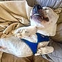 blanket, blue_harness, canine, comfort, couch, cozy, cute, dog, domestic_animal, fur, indoor, lying_down, paws_up, pet, relaxed, resting, sleepy, smiling, snout, teeth