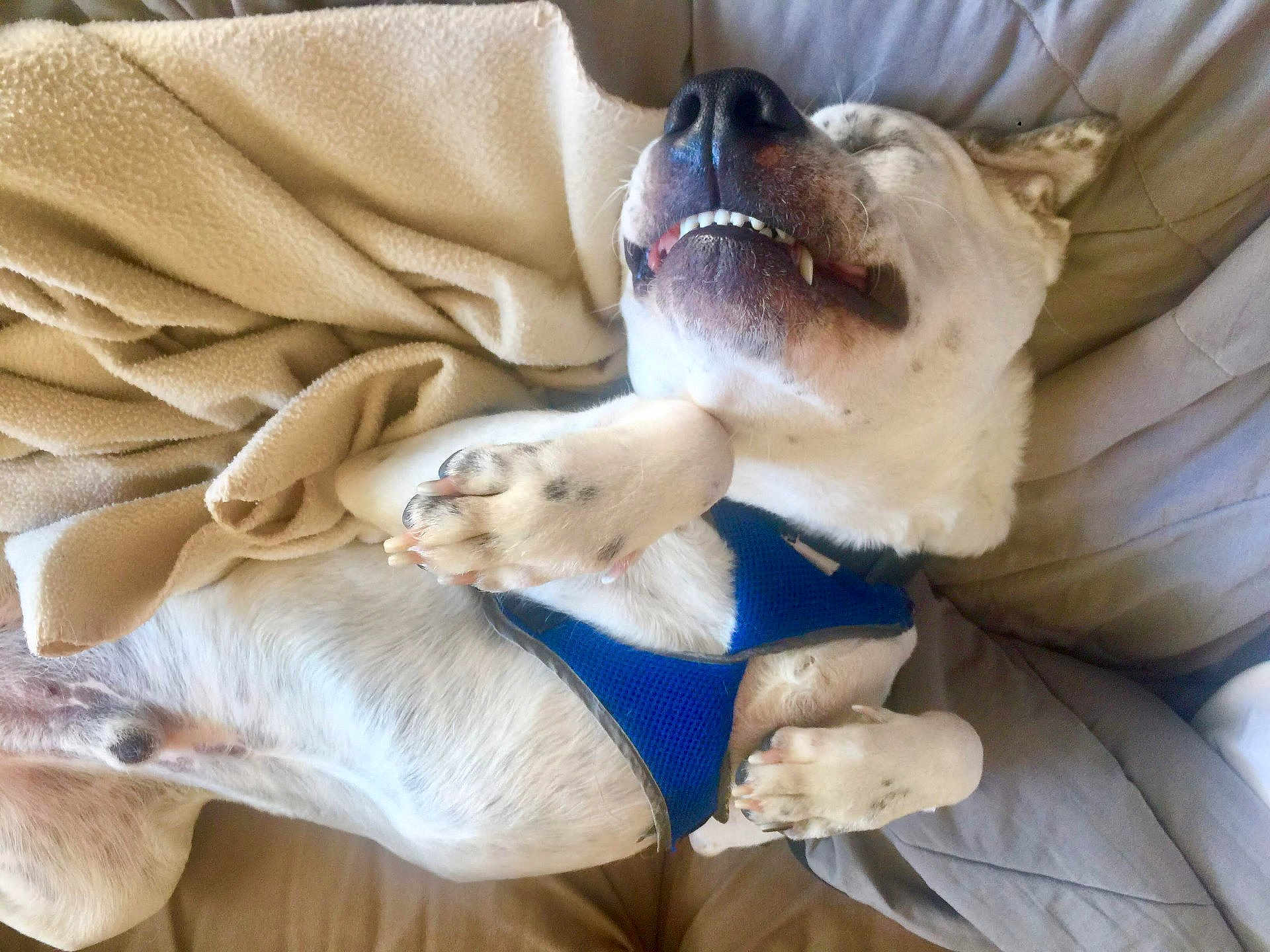 Bandit joined the competition — help win amazing prizes! dog, pet, lying_down, blue_harness, relaxed, smiling, paws_up, blanket, couch, indoor, fur, sleepy, cute, domestic_animal, canine, resting, snout, teeth, cozy, comfort
