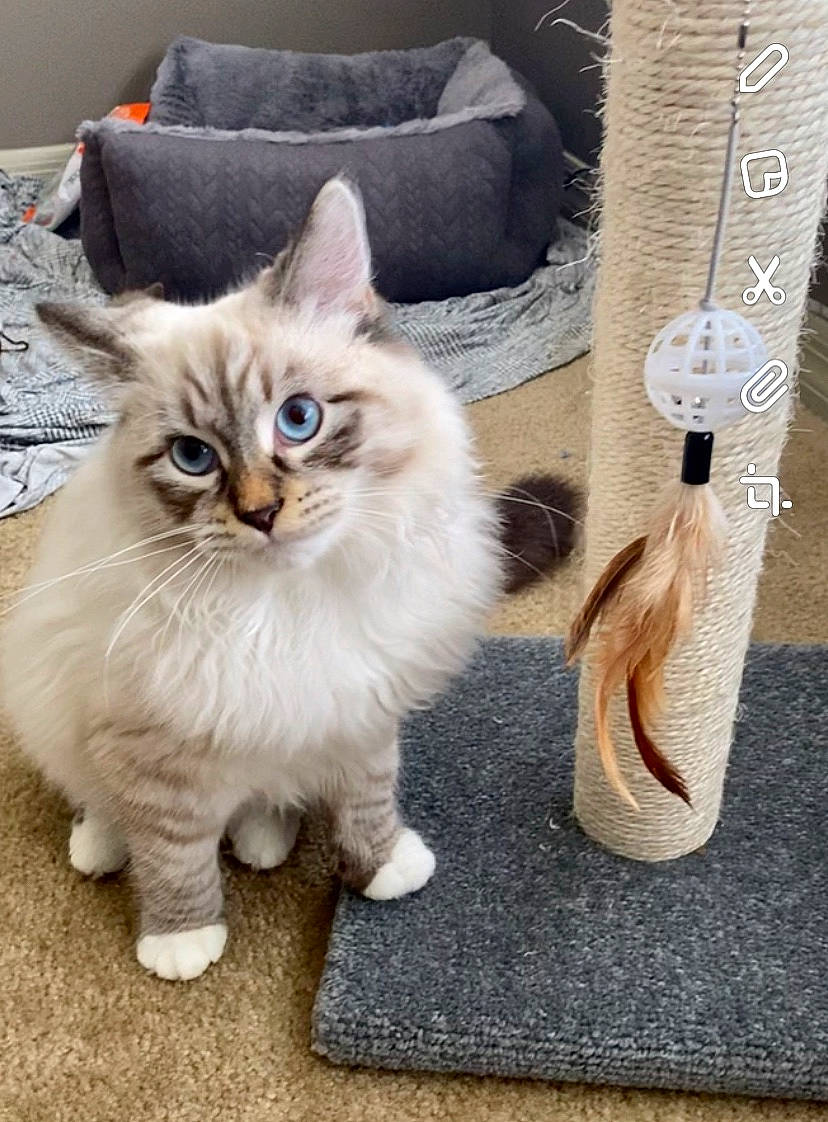 Elijah joined the competition — help win amazing prizes! asian_semi_longhair, carnivore, cat, cat_supply, felidae, fur, home_accessories, linens, persian, pet_supply, pillow, ragdoll, small_to_medium_sized_cats, throw_pillow, vertebrate, whiskers