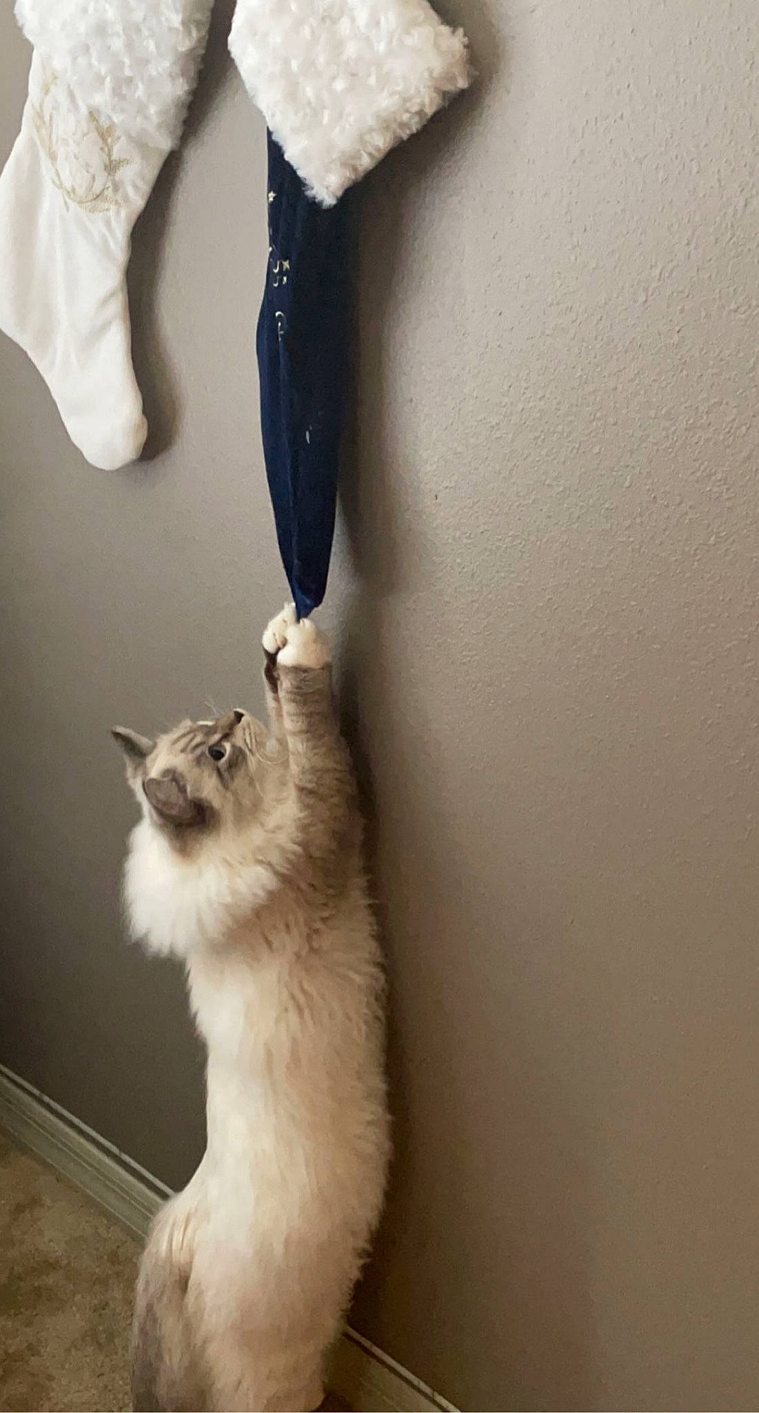 Elijah is registered to the contest to win money with this photo: carnivore, cat, clothes_hanger, felidae, fur, small_to_medium_sized_cats, tail, vertebrate, whiskers