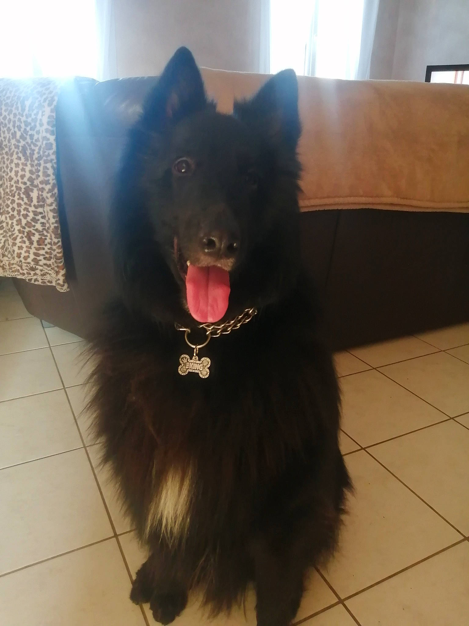 Sterenn Du a rejoint le concours — aidez-le/la à gagner de superbes lots ! canidae, carnivore, companion_dog, dog, dog_breed, flooring, fur, non_sporting_group, sporting_group, terrestrial_animal, tile_flooring, tints_and_shades, whiskers, working_animal, working_dog