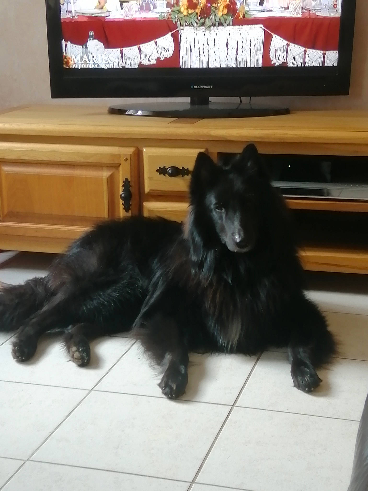 Sterenn Du participe au concours pour gagner de l'argent avec cette photo : cable_television, carnivore, companion_dog, display_device, dog, dog_breed, electronic_device, entertainment_center, felidae, flat_panel_display, flooring, fur, hardwood, home_appliance, living_room, output_device, sporting_group, tail, television, television_set