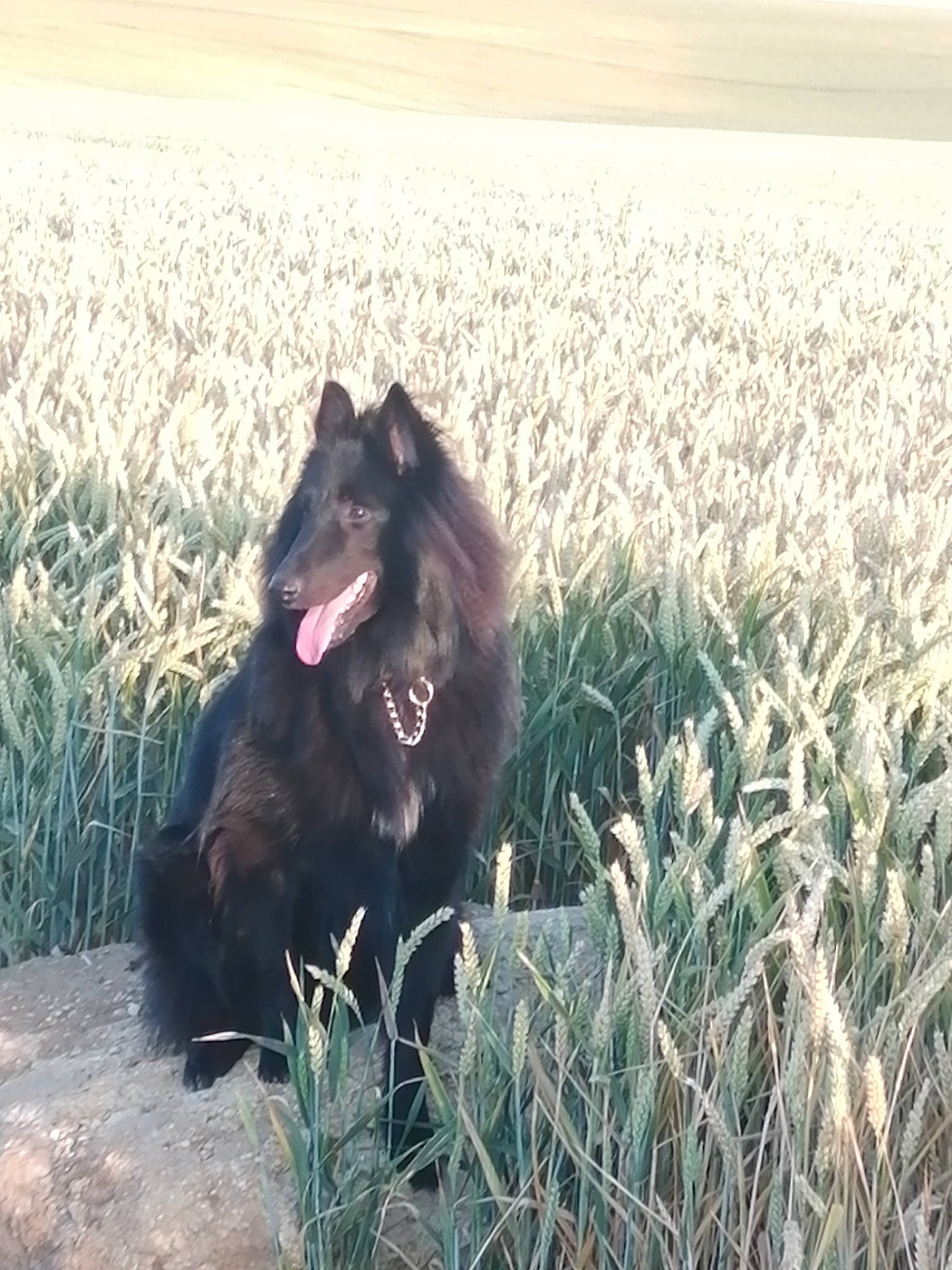 Sterenn Du a rejoint le concours — aidez-le/la à gagner de superbes lots ! agriculture, canidae, carnivore, companion_dog, dog, dog_breed, ecoregion, fur, german_spitz_mittel, grass, grassland, herding_dog, landscape, natural_landscape, plant, prairie, spitz, terrestrial_animal, wildlife, working_dog