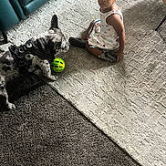 Harley is registered to the contest to win money with this photo: toddler, dog, indoor, rug, ball, green_ball, leather_couch, carpet, child, pet, harness, speckled_dog, curious, sitting, foot, texture, home, playing, looking_up, casual