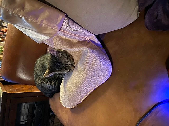 Mercury is registered to the contest to win money with this photo: footwear, human_leg, leg, purple, shoe