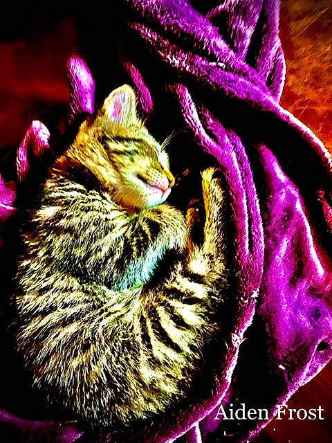 Mercury is registered to the contest to win money with this photo: cat, chipmunk, squirrel, whiskers