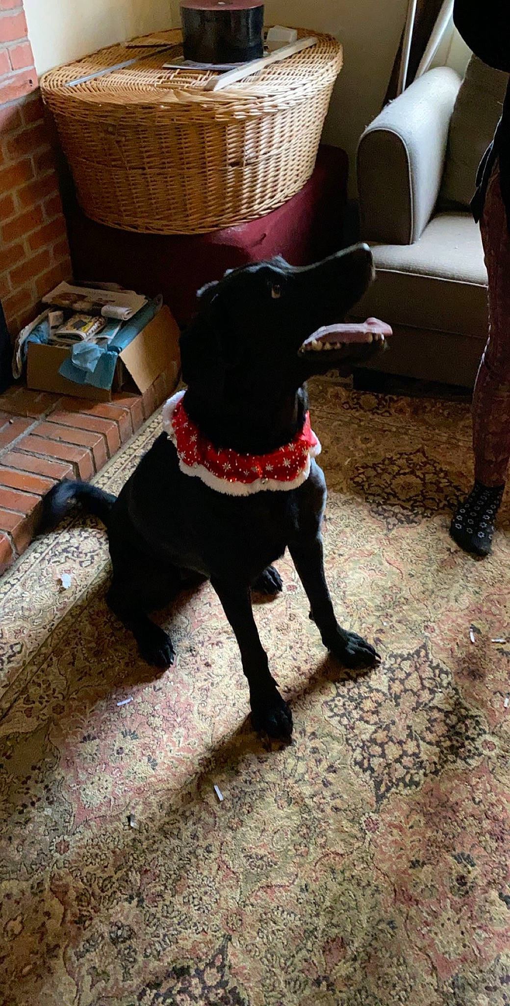 Spirit joined the competition — help win amazing prizes! canidae, carnivore, companion_dog, dog, dog_breed, dog_clothes, dog_collar, non_sporting_group, pattern, rare_breed_dog, sporting_group, tail