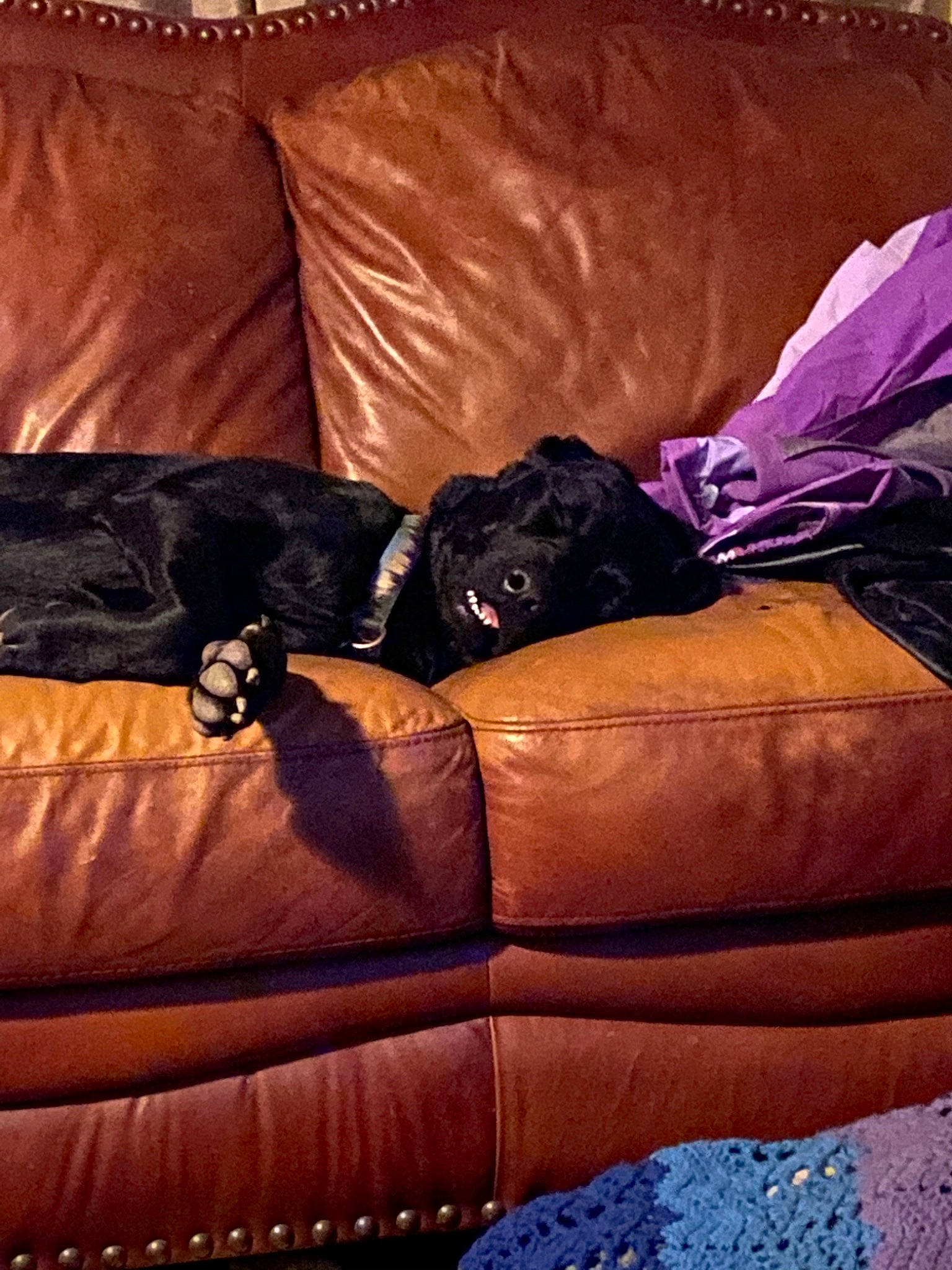 Spirit joined the competition — help win amazing prizes! canidae, carnivore, comfort, companion_dog, couch, dog, dog_breed, furniture, guard_dog, leather, non_sporting_group, sporting_group, velvet