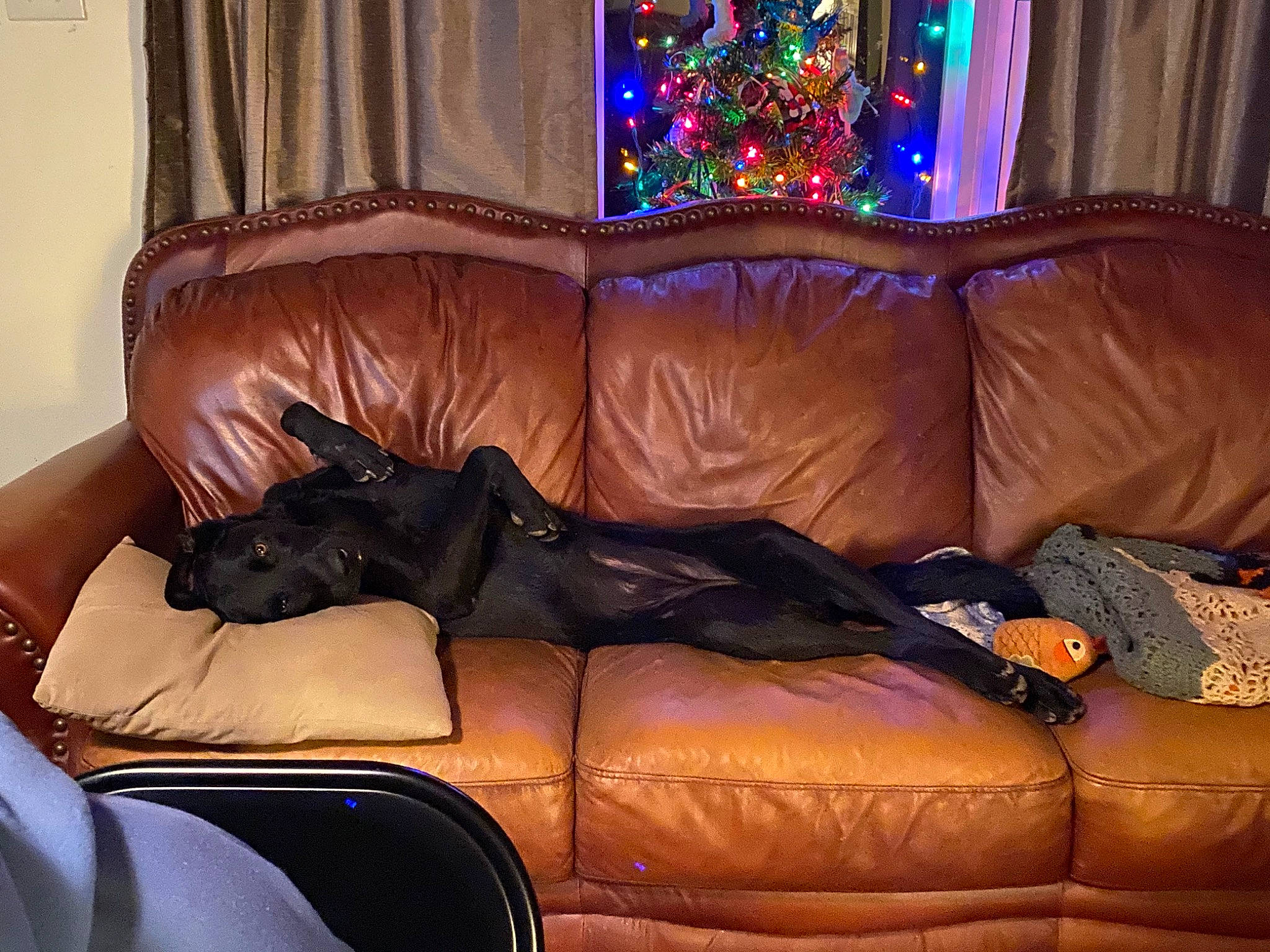 Spirit joined the competition — help win amazing prizes! canidae, carnivore, chair, companion_dog, couch, dog, dog_breed, fawn, furniture, guard_dog, interior_design, loveseat, non_sporting_group, room