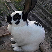 Nala a rejoint le concours — aidez-le/la à gagner de superbes lots ! domestic_rabbit, fauna, rabbit, rabits_and_hares, snout