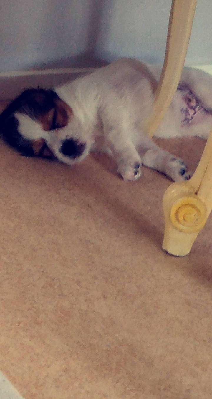 Pacio a rejoint le concours — aidez-le/la à gagner de superbes lots ! canidae, carnivore, cat, dog_breed, ear, fawn, felidae, kitten, paw, polydactyl_cat, small_to_medium_sized_cats, tail