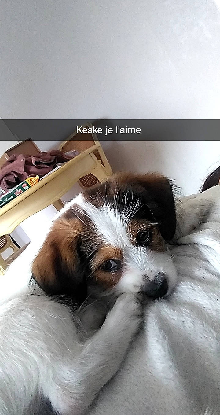 Pacio a rejoint le concours — aidez-le/la à gagner de superbes lots ! canidae, carnivore, cavachon, companion_dog, dog, dog_breed, havanese, kooikerhondje, lhasa_apso, mammal, papillon, petit_basset_griffon_vendeen, phalene, puppy, puppy_love, shih_tzu, spaniel, sporting_group, tibetan_terrier, toy_dog