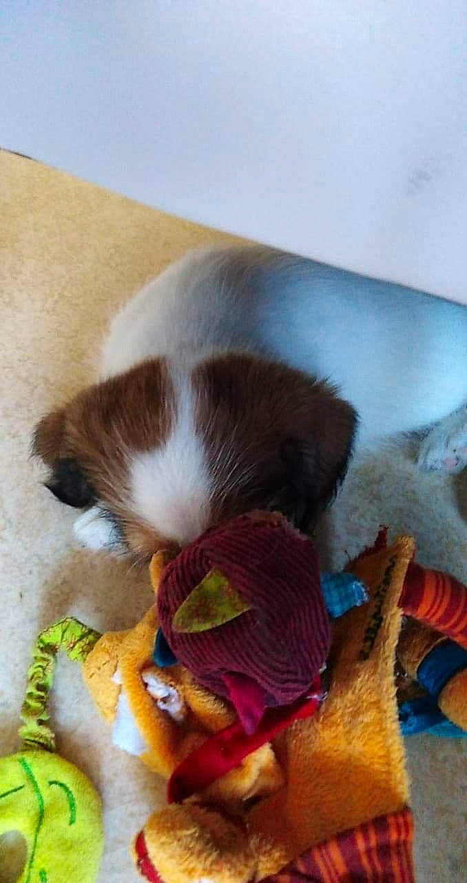 Pacio participe au concours pour gagner de l'argent avec cette photo : brittany, canidae, carnivore, companion_dog, dog, dog_breed, fawn, kooikerhondje, puppy, shih_tzu, sporting_group, st_bernard