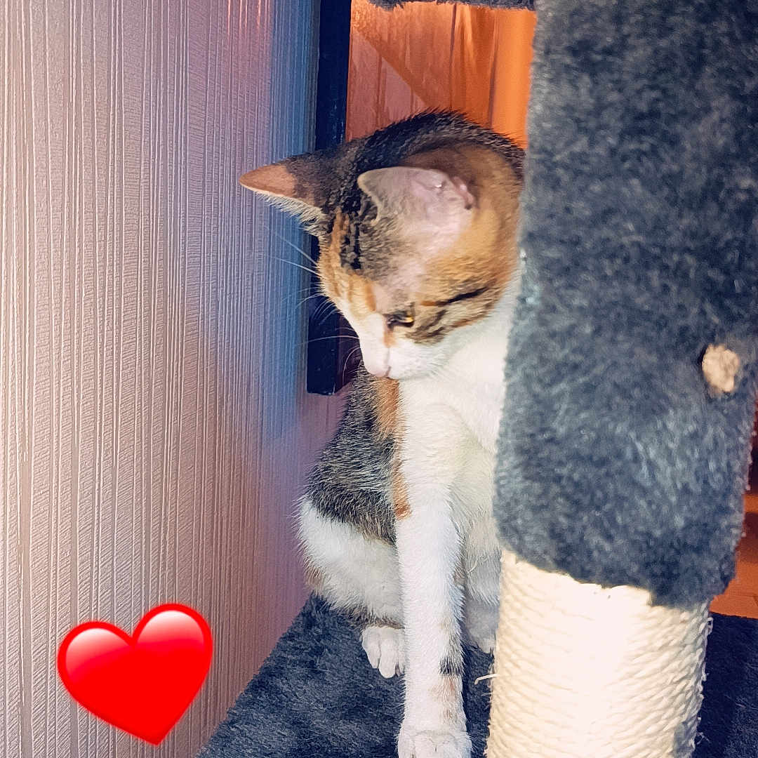 Caramel participe au concours pour gagner de l'argent avec cette photo : abyssinian, animal, architecture, armchair, blanket, building, cat, chair, couch, cross, furniture, heart, indoors, kitten, livingroom, manx, person, pet, room, symbol