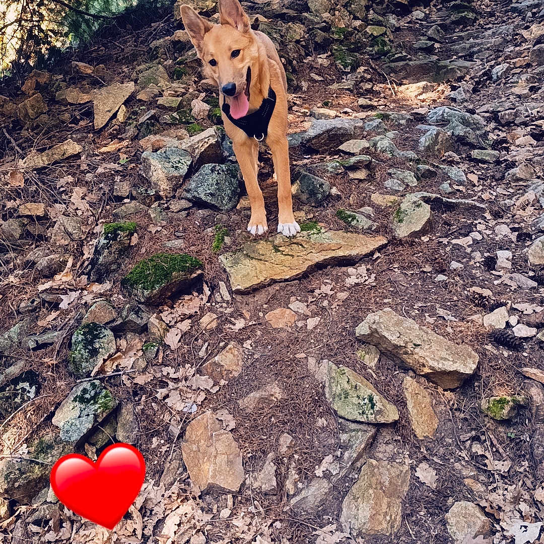 Bella
