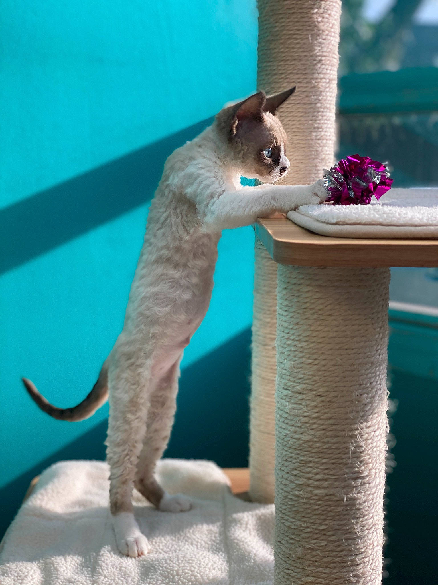 Nixie Whiskerson is registered to the contest to win money with this photo: abyssinian, aegean_cat, carnivore, cat, cat_furniture, felidae, kitten, russian_blue, small_to_medium_sized_cats, tail, thai, whiskers