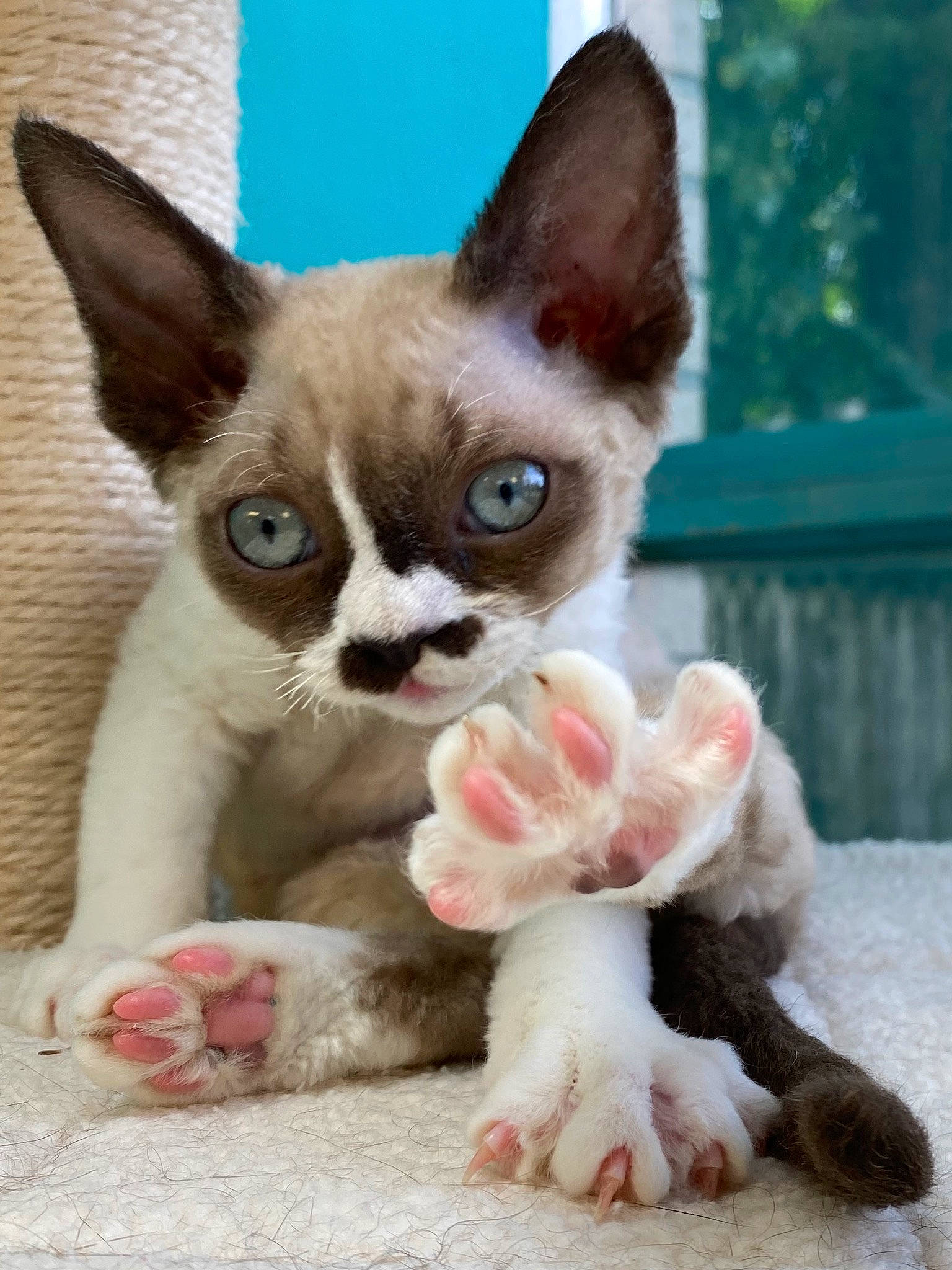 Nixie Whiskerson joined the competition — help win amazing prizes! aegean_cat, asian, carnivore, cat, cornish_rex, devon_rex, fawn, felidae, german_rex, kitten, mammal, oriental_shorthair, polydactyl_cat, rex_cat, small_to_medium_sized_cats, snout, vertebrate, whiskers