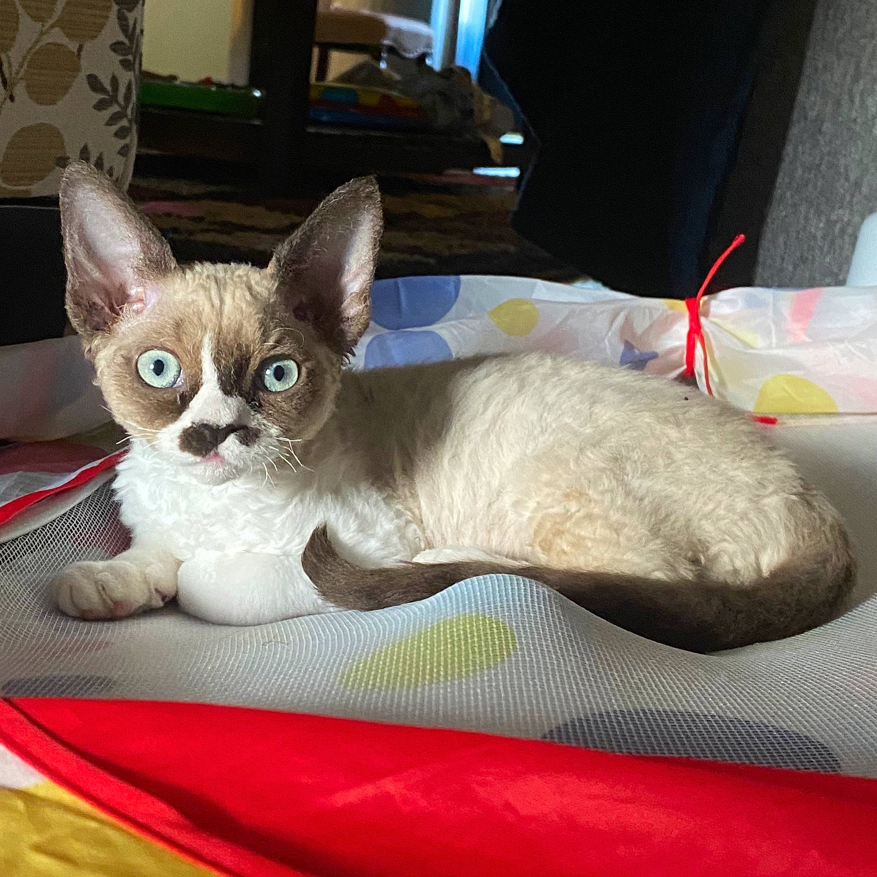 Nixie Whiskerson joined the competition — help win amazing prizes! asian, australian_mist, burmilla, carnivore, cat, colorpoint_shorthair, cornish_rex, devon_rex, fawn, felidae, german_rex, kitten, mammal, rex_cat, singapura, small_to_medium_sized_cats, thai, tonkinese, vertebrate, whiskers