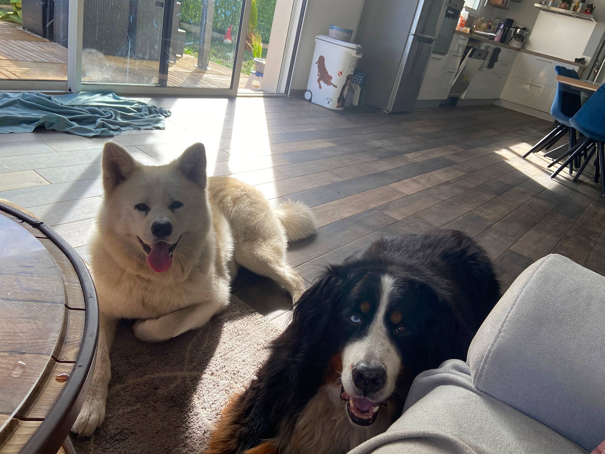 Hatchi participe au concours pour gagner de l'argent avec cette photo : canidae, carnivore, chair, companion_dog, dog, dog_breed, door, fang, fence, floor, flooring, fur, hardwood, herding_dog, non_sporting_group, snout, sporting_group, tail, working_animal, working_dog