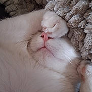 Sam a rejoint le concours — aidez-le/la à gagner de superbes lots ! cat, white_cat, sleeping, nap, curled_up, upside_down, furry, fluffy, pink_nose, whiskers, paws, closed_eyes, relaxed, cozy, blanket, soft_texture, indoor, close_up, pet, adorable
