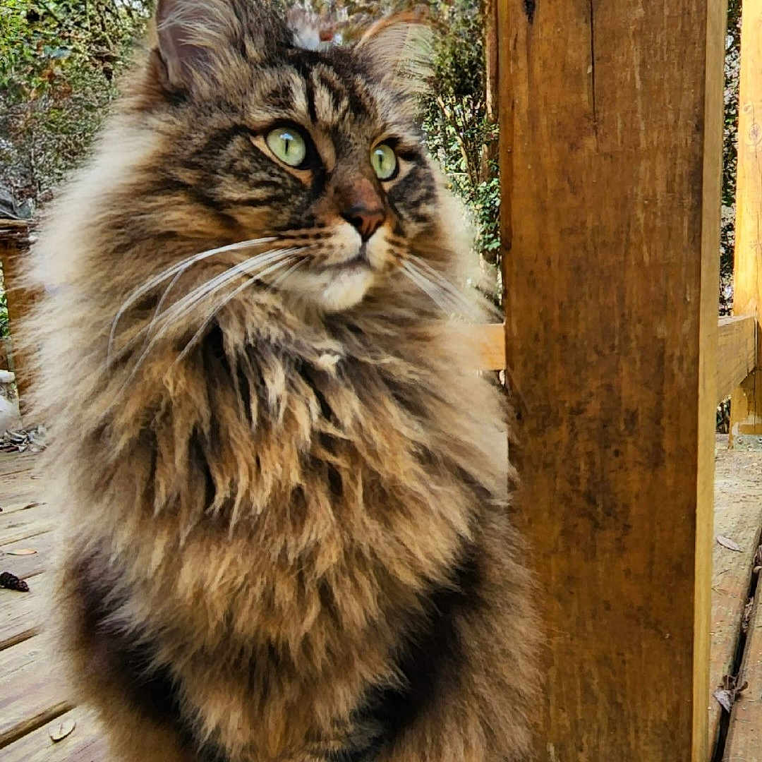Oliver is registered to the contest to win money with this photo: animal, cat, closeup, daylight, ears, eyes, feline, fluffy_fur, fur_texture, garden, greenery, nature, outdoor, pet, portrait, sitting, tabby, whiskers, wood, wooden_deck