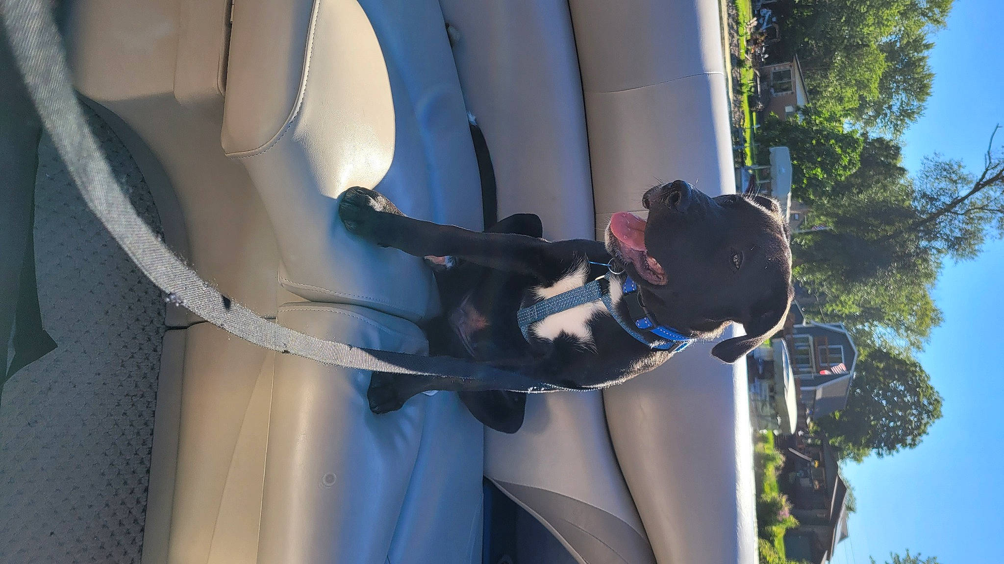 Bently is registered to the contest to win money with this photo: auto_part, automotive_design, automotive_exterior, bumper, car, carnivore, companion_dog, dog, dog_collar, door, elbow, electric_blue, fender, plant, sky, tree, vehicle, vehicle_door