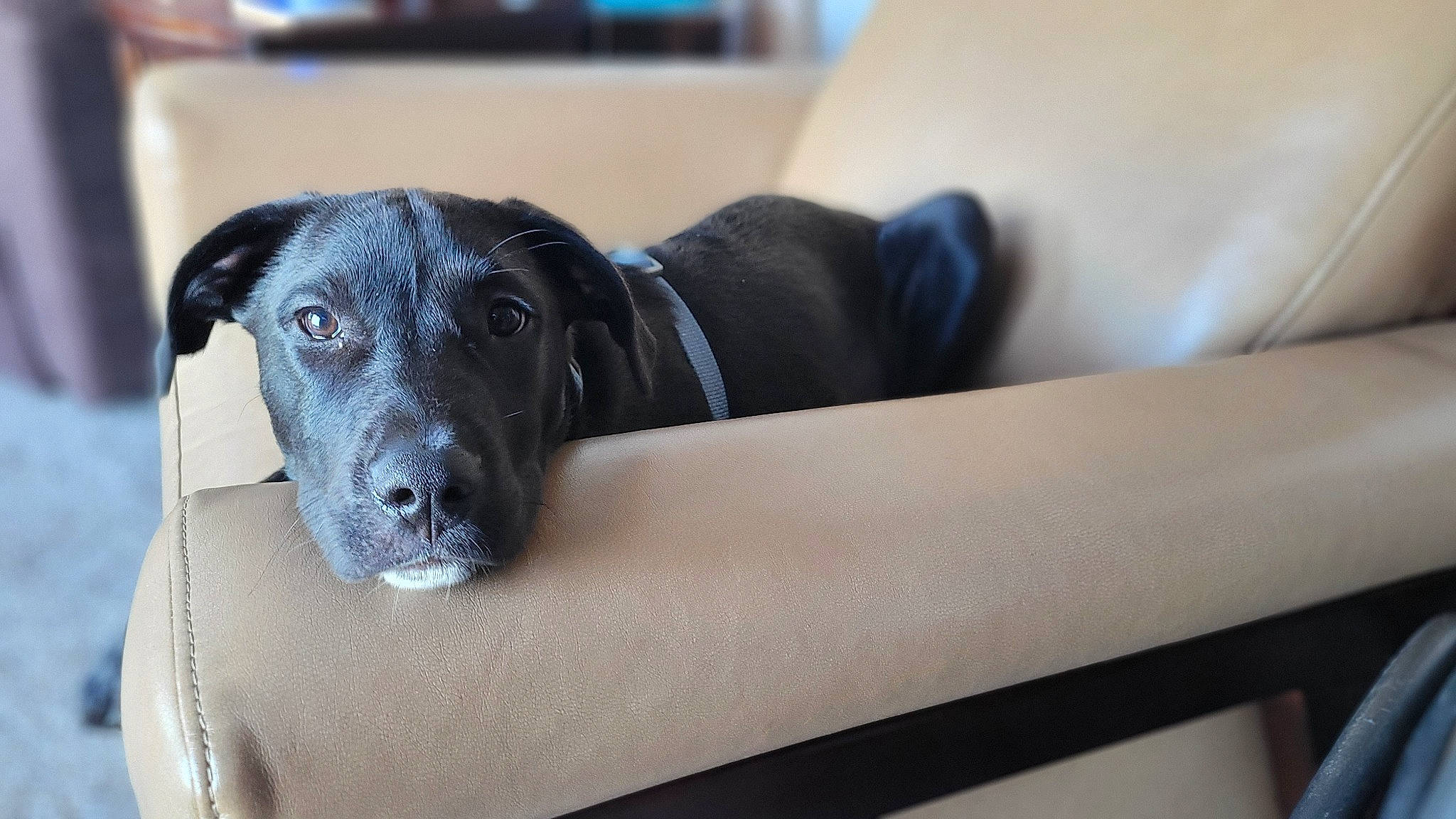 Bently joined the competition — help win amazing prizes! borador, canidae, carnivore, collar, comfort, companion_dog, dog, dog_breed, dog_collar, dog_supply, fawn, fur, grey, non_sporting_group, pet_supply, puppy, snout, sporting_group, whiskers, working_animal