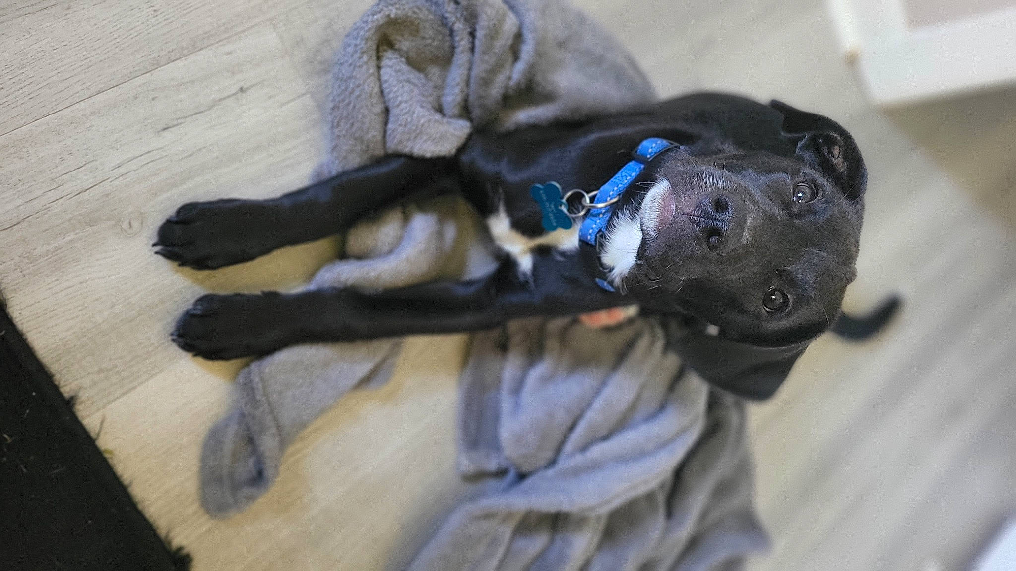 Bently joined the competition — help win amazing prizes! borador, carnivore, companion_dog, dog, dog_breed, dog_collar, dog_supply, electric_blue, fur, guard_dog, hardwood, liver, personal_protective_equipment, sporting_group, tail, toy_dog, whiskers, wood, working_animal, wrinkle